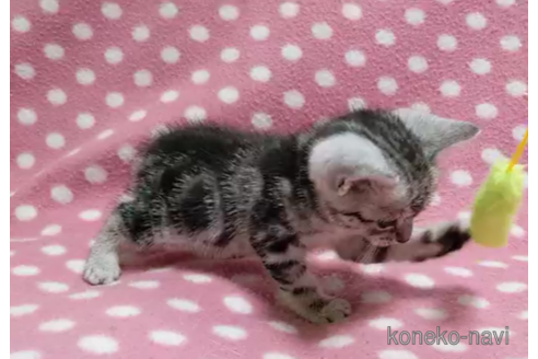 成約済の愛知県のアメリカンショートヘア-96197の2枚目